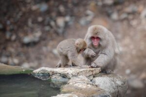 霧島温泉で更年期を乗り越えるためのリトリート宿はどこが最適？